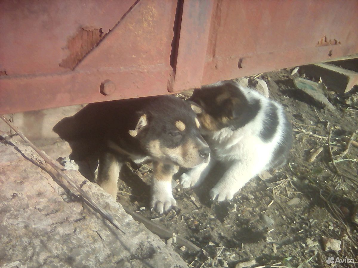 Два красивых щеночка ищут свой дом,добрых хозяев Щ купить на Зозу.ру - фотография № 10