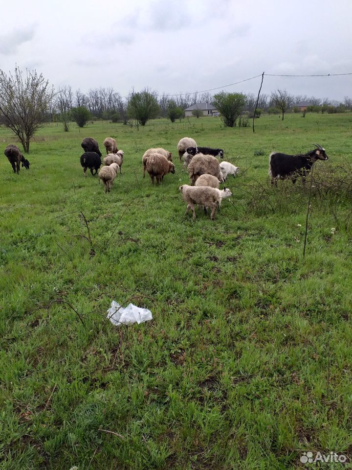 Продажа овцы купить на Зозу.ру - фотография № 2