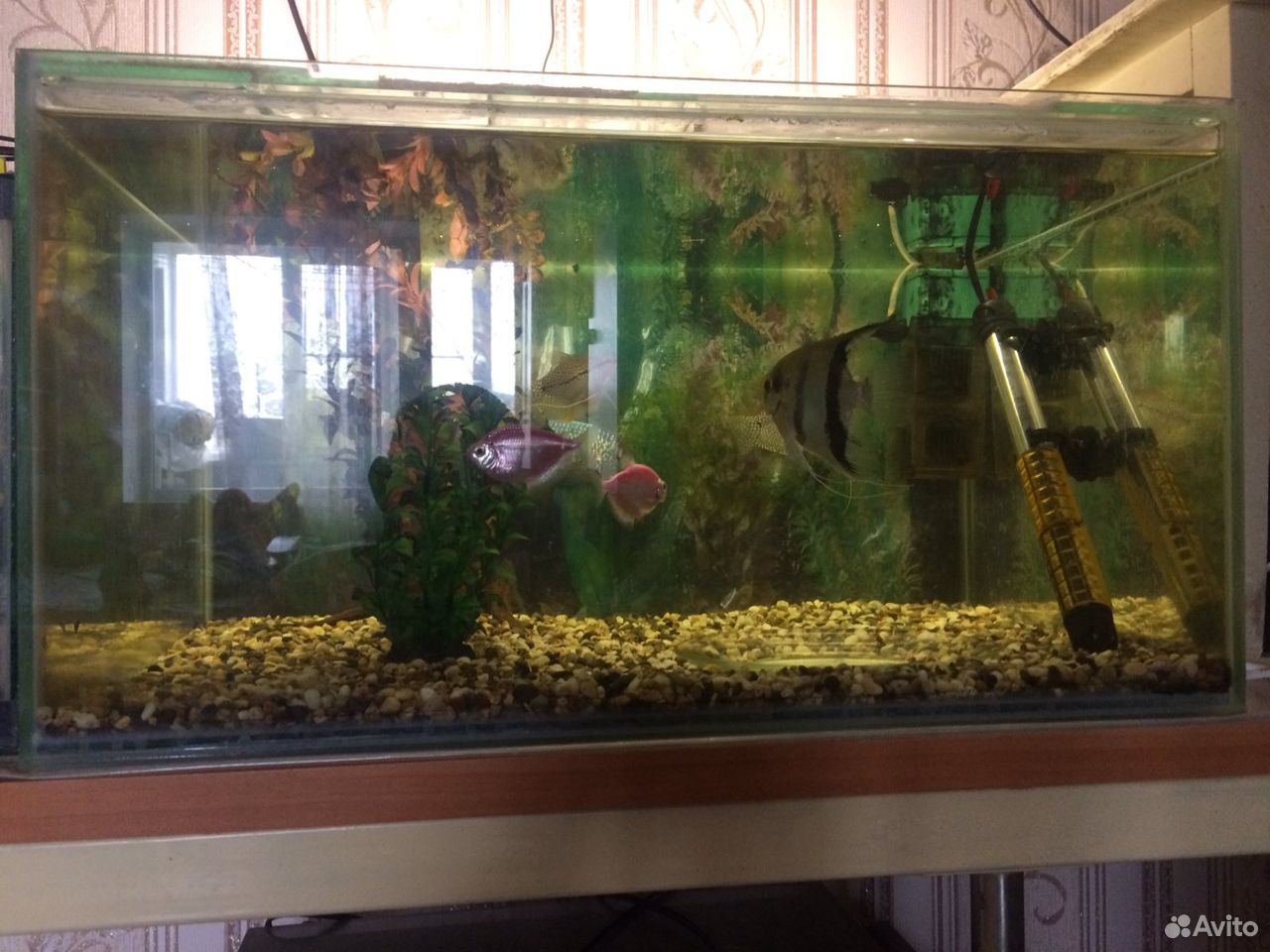 Продаю аквариум с рыбками и прочее купить на Зозу.ру - фотография № 1