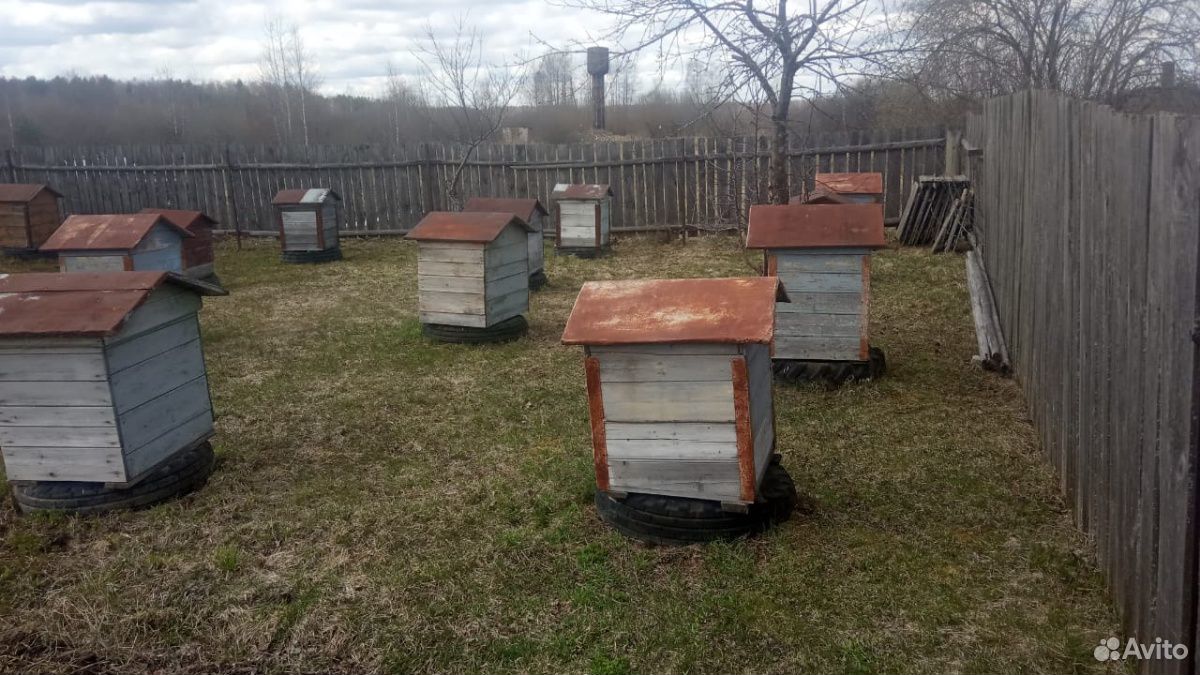 Продам улья с пчелами купить на Зозу.ру - фотография № 8