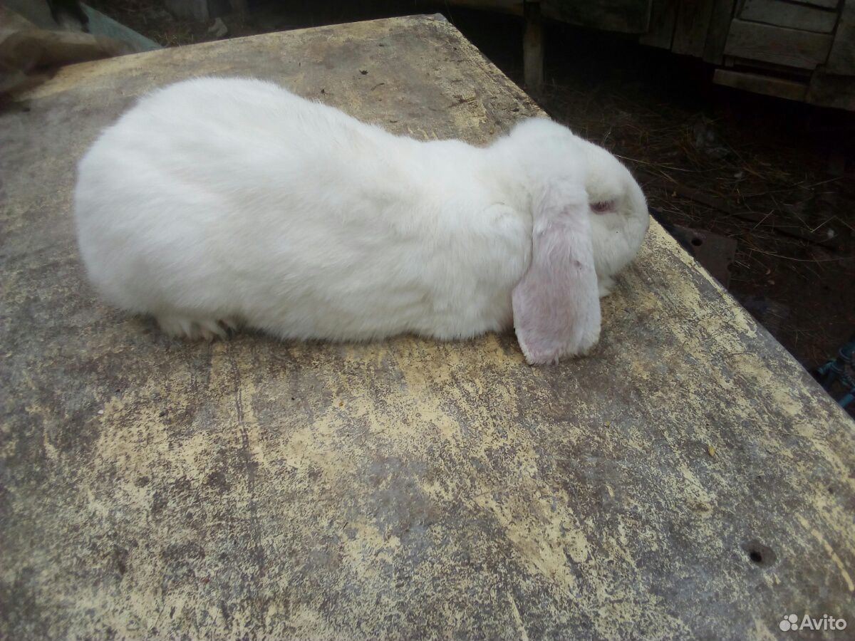 Кролик породы Франзузский баран (самка возраст 11 купить на Зозу.ру - фотография № 2