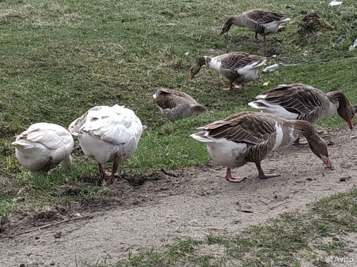 тамбовские гуси. тамбовские гуси. серый тулузский гусь.