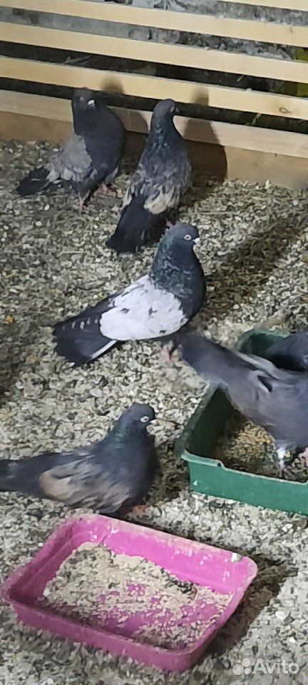 Продам кировоградских голубей купить на Зозу.ру - фотография № 2