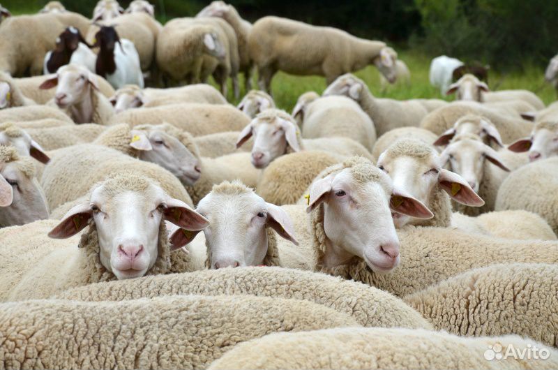 Закупаю крс,овец,коз купить на Зозу.ру - фотография № 3