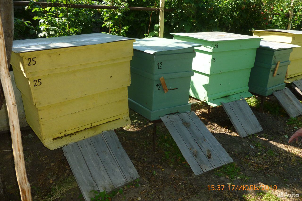 Пчелы, ульи, рамки купить на Зозу.ру - фотография № 1