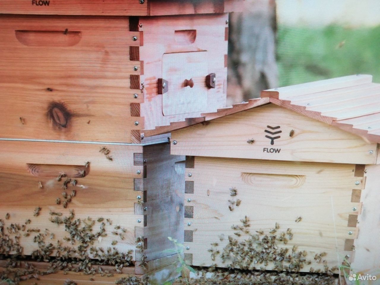 Пчелосемьи "Бакфаст" купить на Зозу.ру - фотография № 1