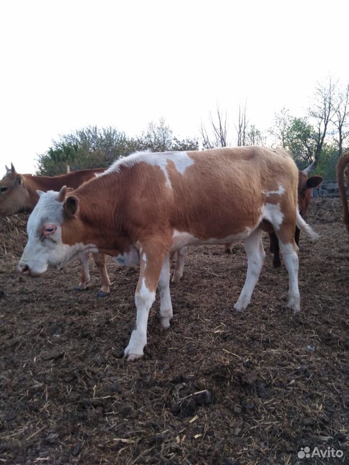 Коровы и быки купить на Зозу.ру - фотография № 4