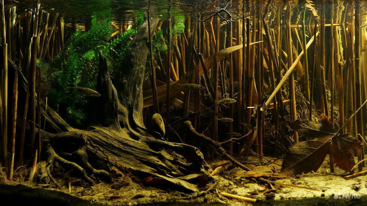 естесственный бамбук расти в аквариуме