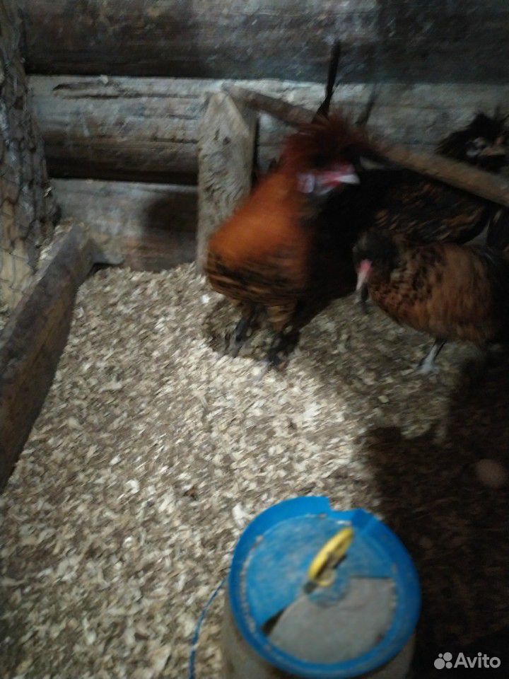 Инкуб.яйцо,цыплята под заказ купить на Зозу.ру - фотография № 1