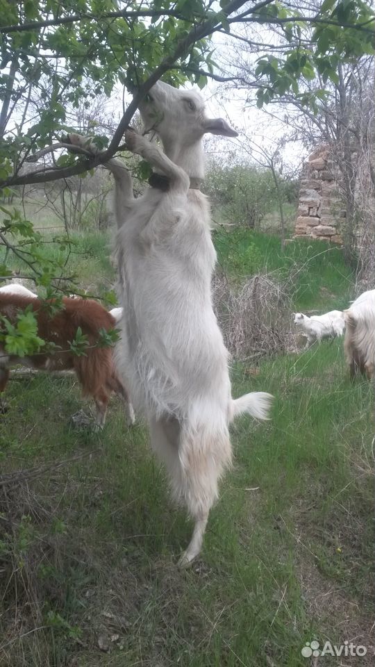 Зааненские козы купить на Зозу.ру - фотография № 10