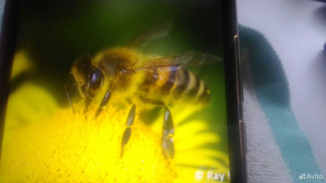 Отводки пчел купить на Зозу.ру - фотография № 1