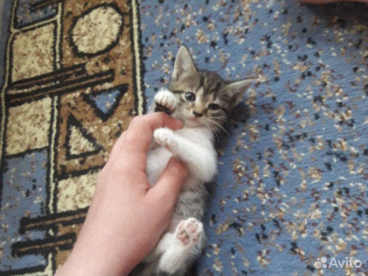 Котята(Отдадим в хорошие руки) купить на Зозу.ру - фотография № 2
