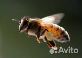 Продам семьи пчел "Карпатка" купить на Зозу.ру - фотография № 1