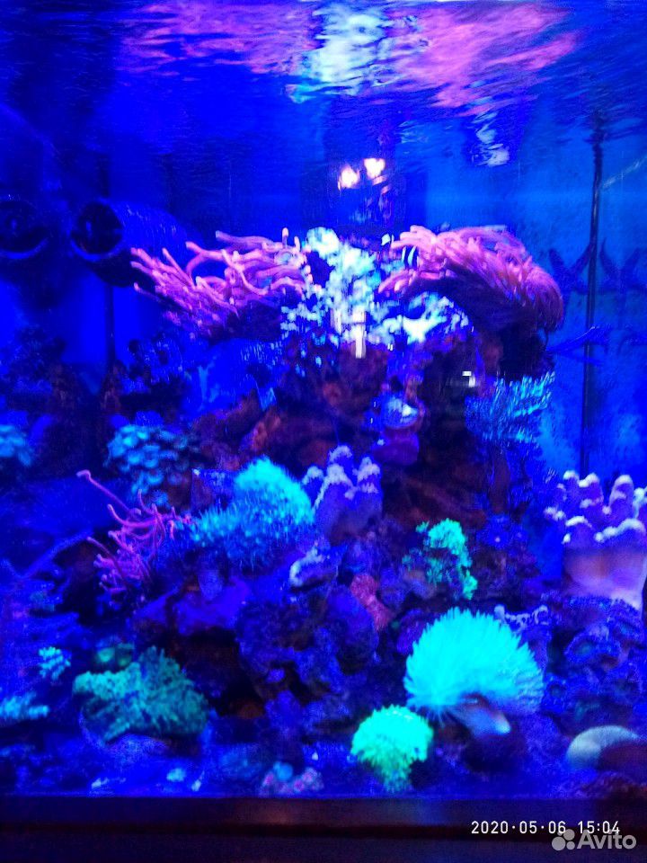 Морской светильник для нано рифа купить на Зозу.ру - фотография № 4