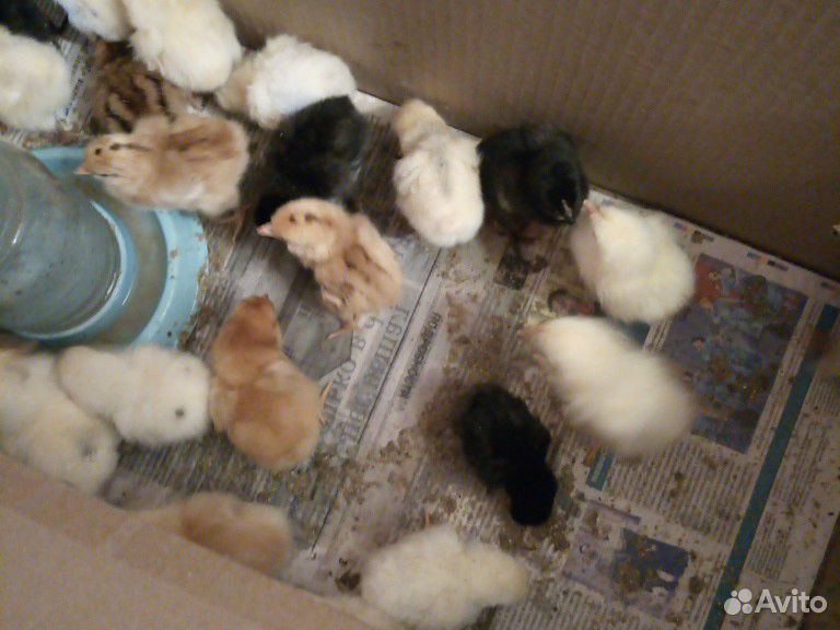 Продаём цыплят купить на Зозу.ру - фотография № 3