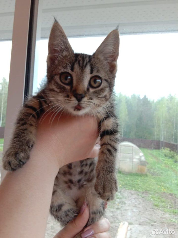 Отдам котёнка в добрые руки (кошечка) к лотку приу купить на Зозу.ру - фотография № 1
