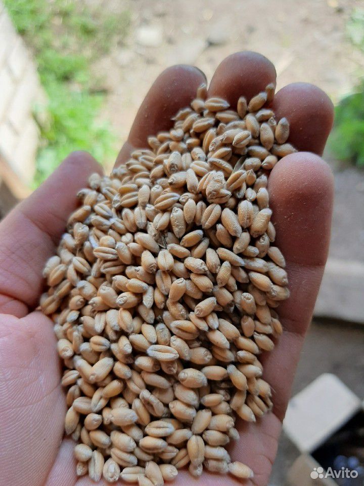 Ячмень,пшеница купить на Зозу.ру - фотография № 4