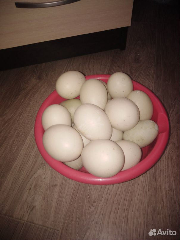 Икубационное яйцо Мускусной утки купить на Зозу.ру - фотография № 1