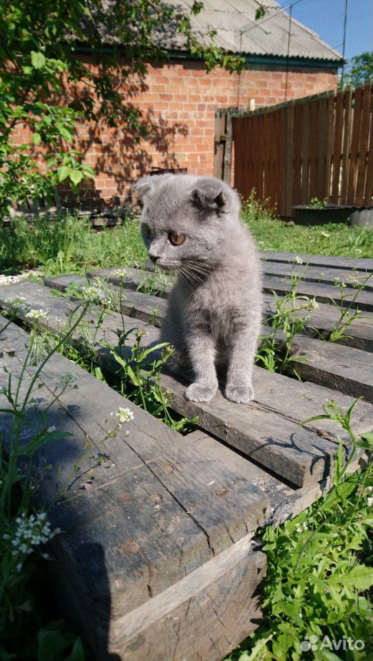 Породистый Шотландский котик купить на Зозу.ру - фотография № 8