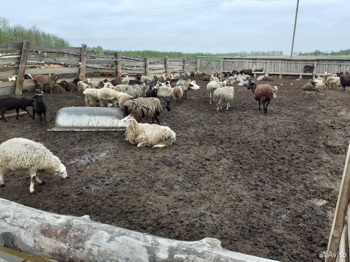 Овцы, ягнята купить на Зозу.ру - фотография № 4