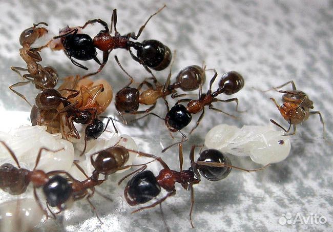 Messor Structor (степные муравьи-жнецы) купить на Зозу.ру - фотография № 1