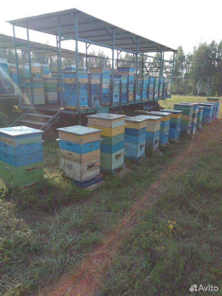 Пчелосемьи и пчелопакеты купить на Зозу.ру - фотография № 1