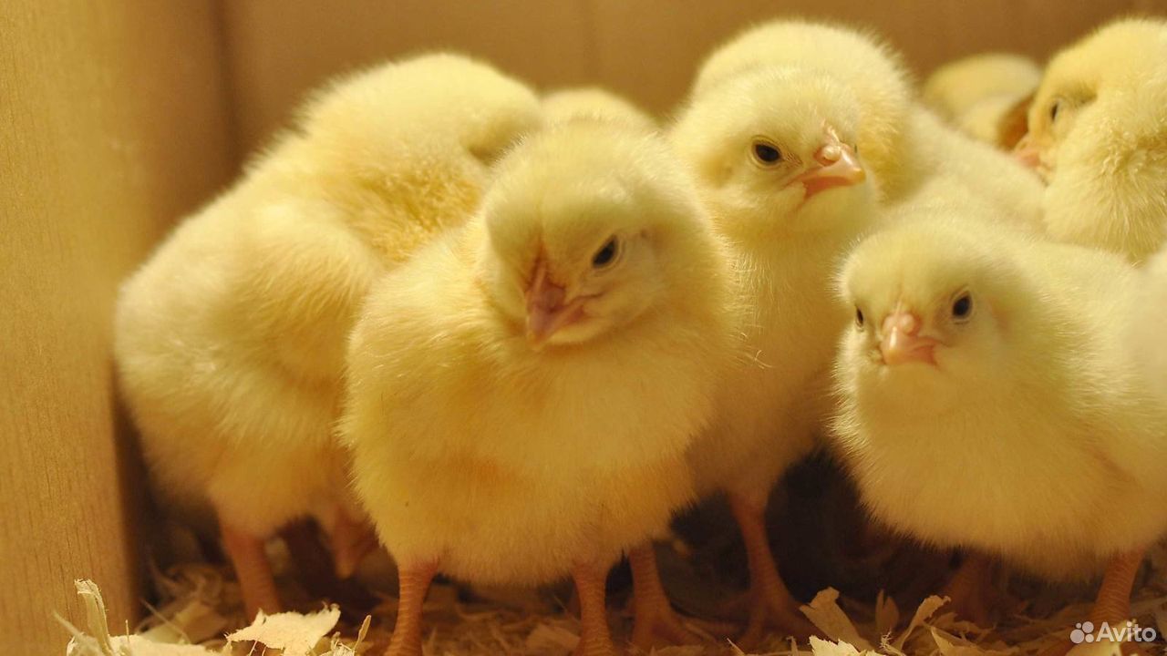 Продам цыплят купить на Зозу.ру - фотография № 1
