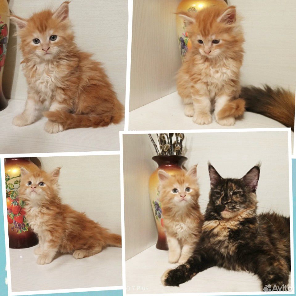 Котята рыжики купить на Зозу.ру - фотография № 1