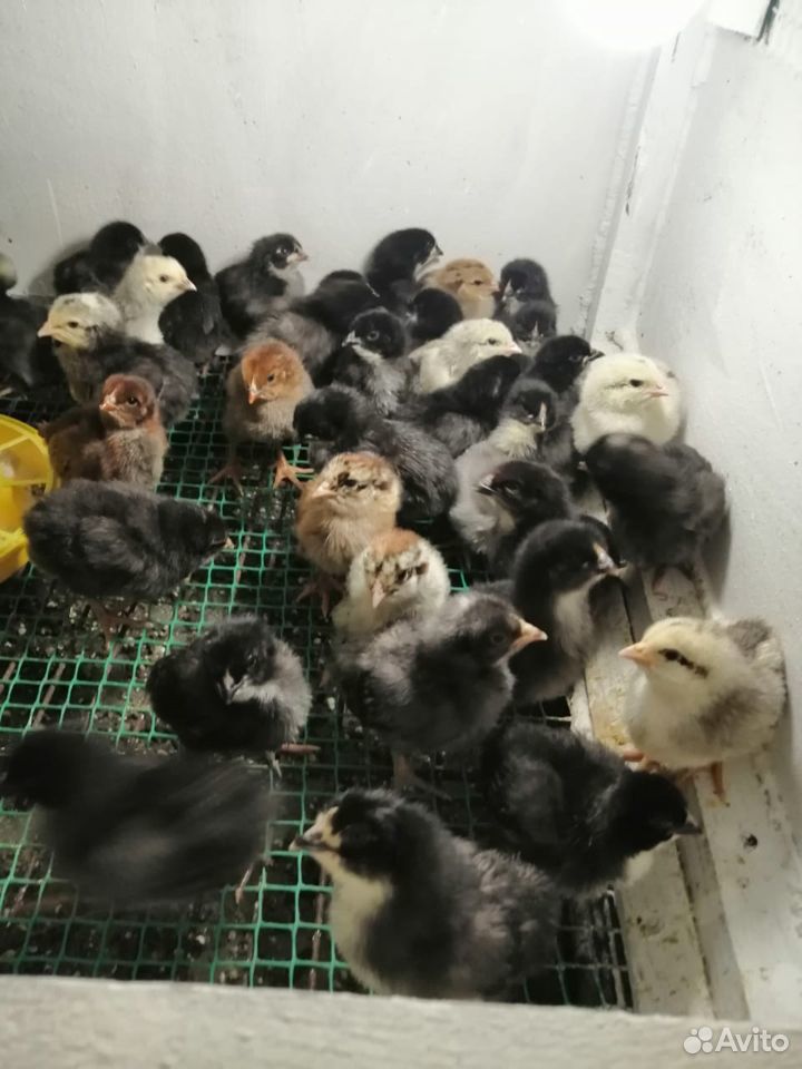 Продам цыплят недельных купить на Зозу.ру - фотография № 1