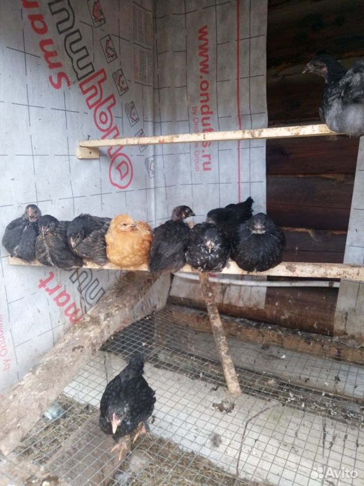 Цыплята (2-3 мес.) Петушки и курочки- несушки купить на Зозу.ру - фотография № 1