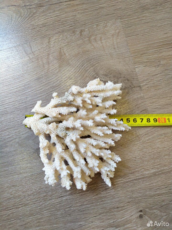 Настоящий морской кустовой коралл купить на Зозу.ру - фотография № 4