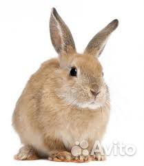 Продаются кролики 1,5 месяца купить на Зозу.ру - фотография № 1