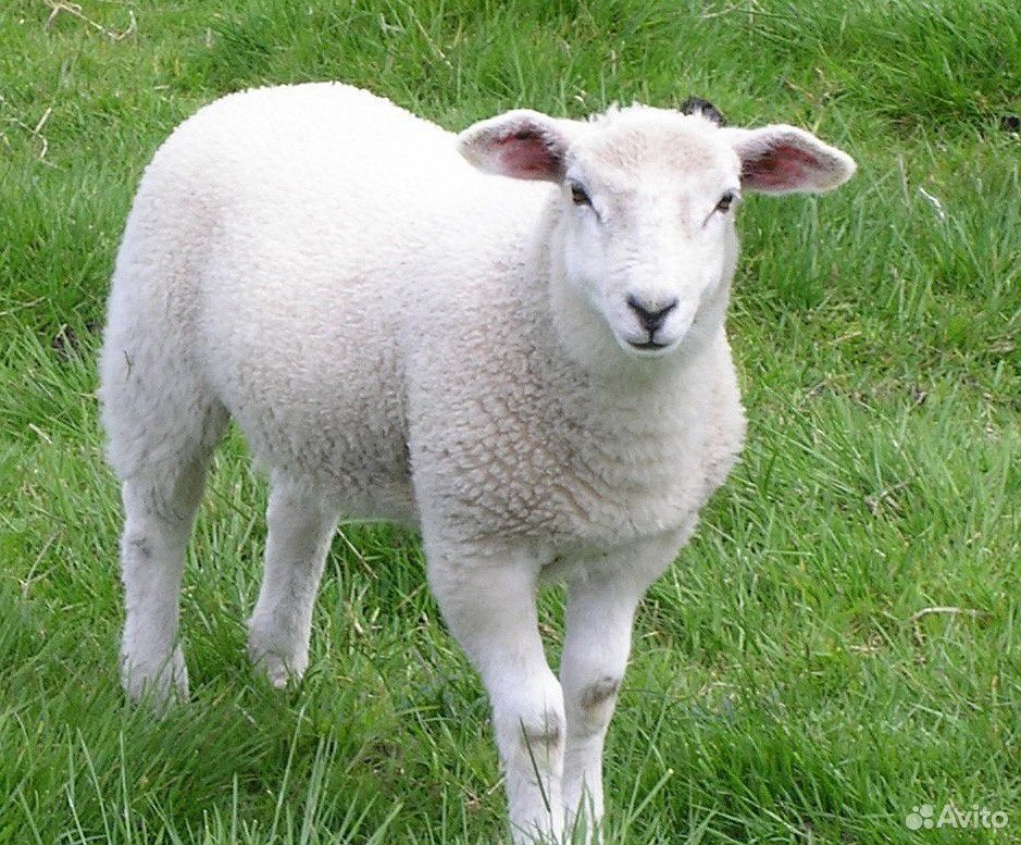 Овца с ягнёнком купить на Зозу.ру - фотография № 1
