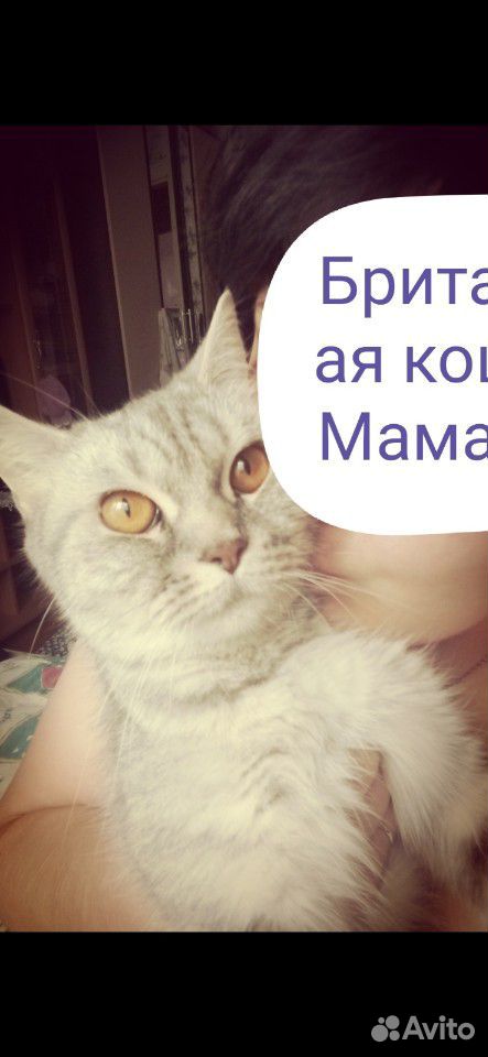 Продам британского котёнка купить на Зозу.ру - фотография № 6
