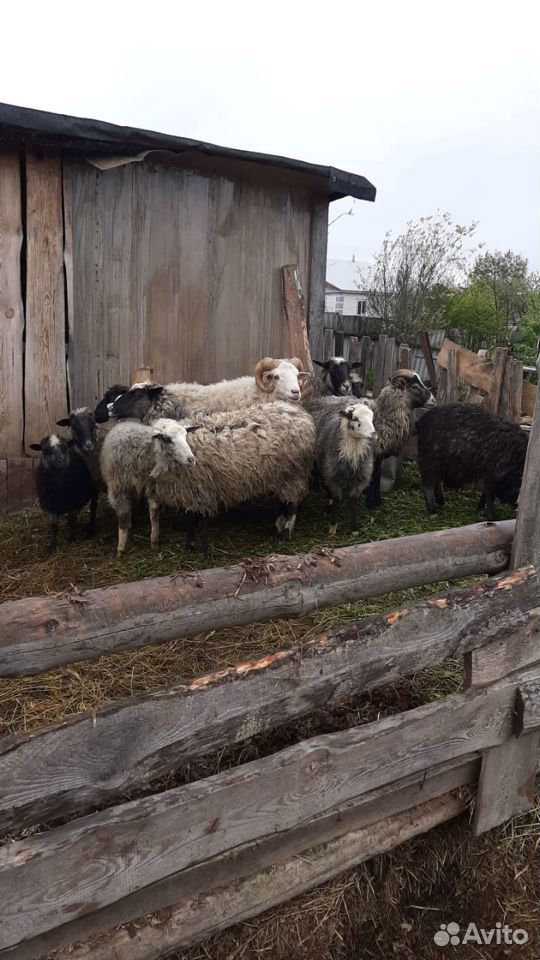 Бараны и овцы купить на Зозу.ру - фотография № 4