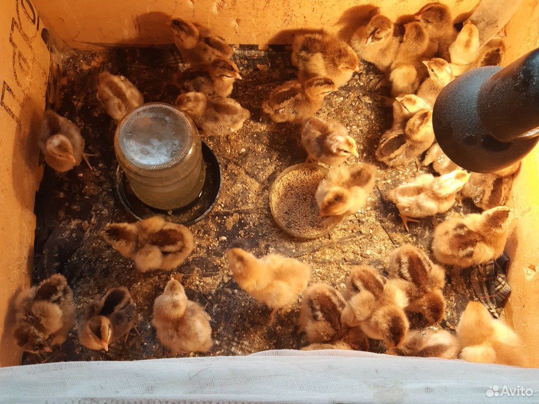 Цыплята мясо-яичной породы легбары и брамы купить на Зозу.ру - фотография № 1