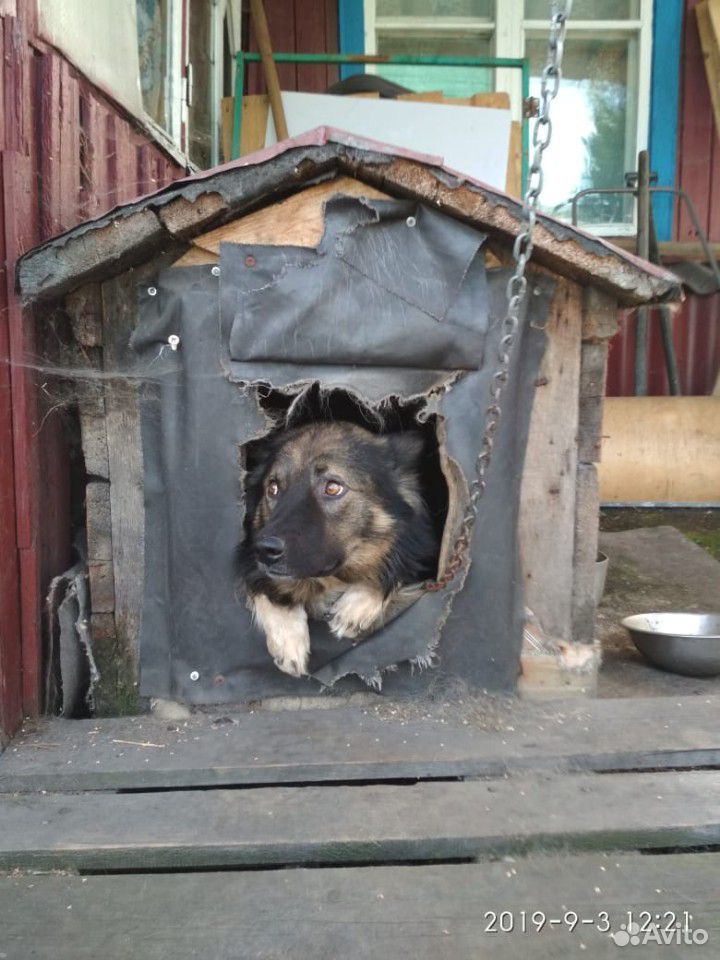 Кабель 3 года, кличка Султан. Собака адекватная, к купить на Зозу.ру - фотография № 3