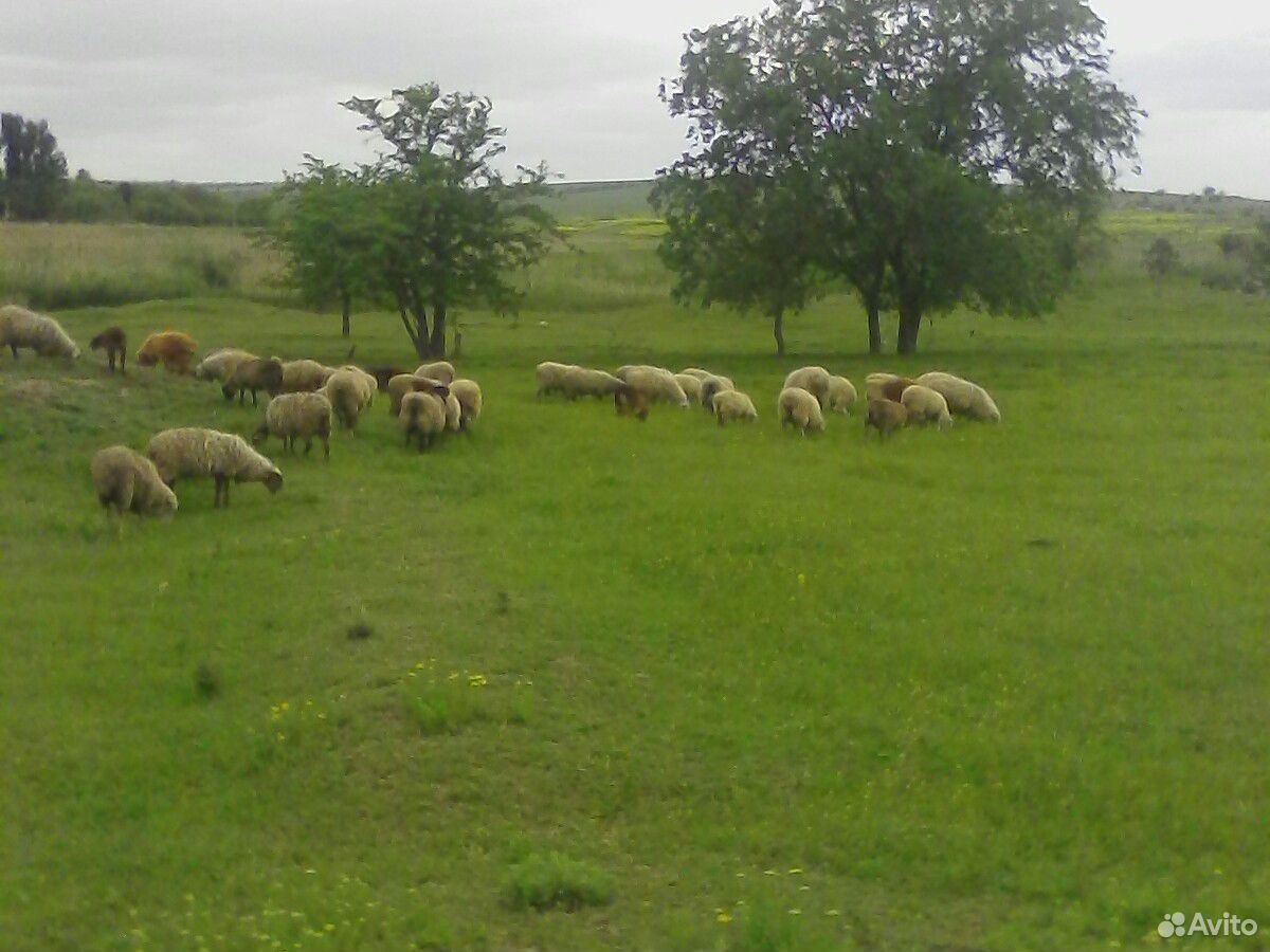 Овцы молодые матки ярки бараны купить на Зозу.ру - фотография № 7