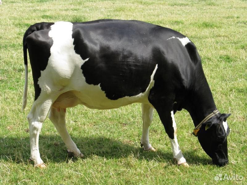 Продается корова молоко оптом и в розницу купить на Зозу.ру - фотография № 1