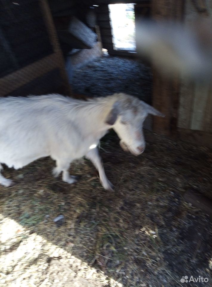 Продам козу молочную с козочкой купить на Зозу.ру - фотография № 4