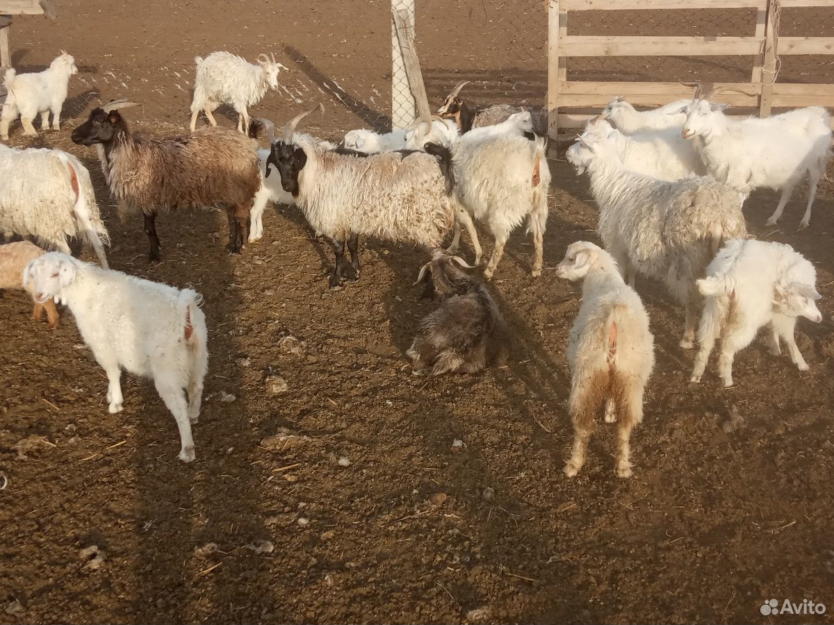 Козы с козлятами купить на Зозу.ру - фотография № 6