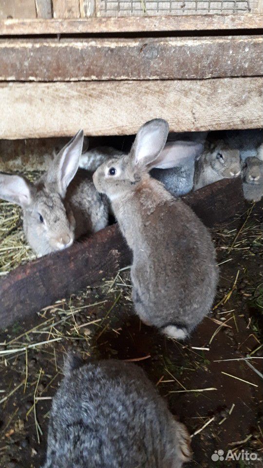 Кролики породы серый великан купить на Зозу.ру - фотография № 2