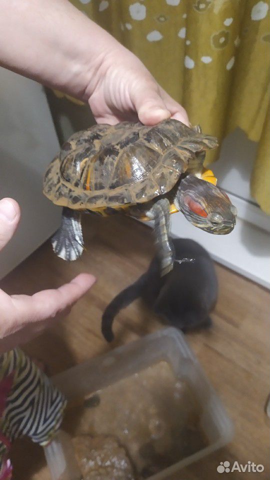 Краснаухая черепаха купить на Зозу.ру - фотография № 2