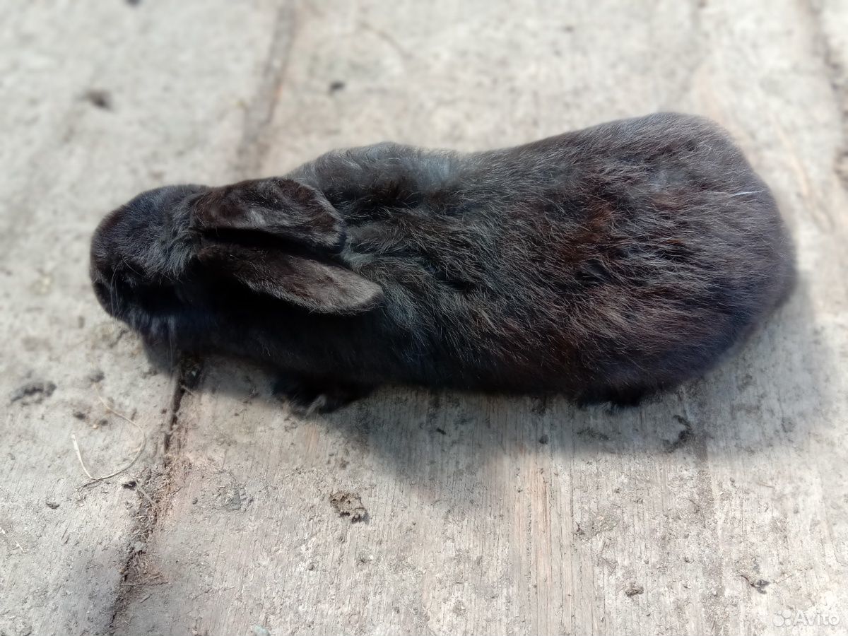 Кролик французский баран купить на Зозу.ру - фотография № 5