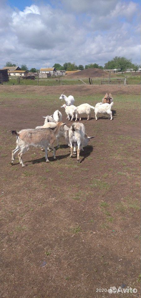 Дойные козы с козлятами купить на Зозу.ру - фотография № 2