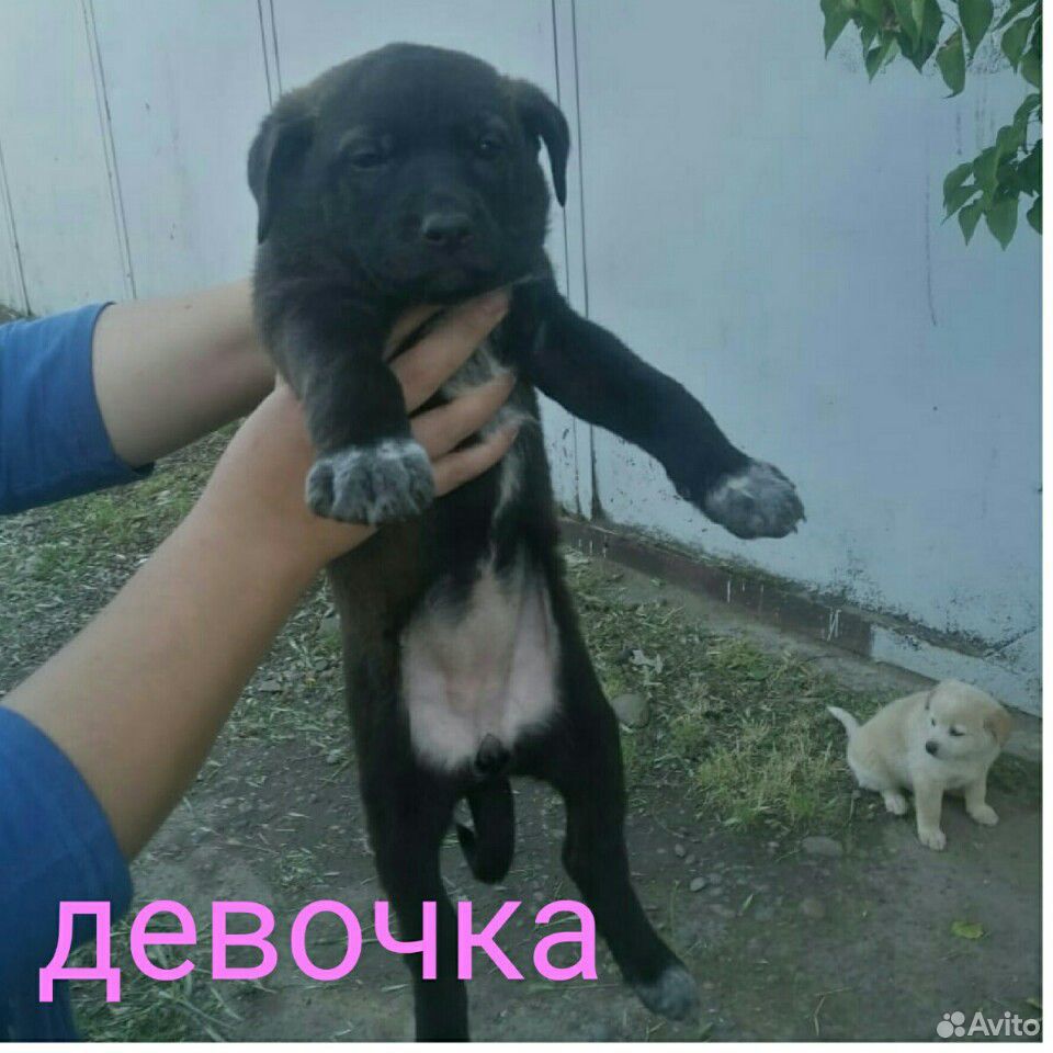 Собака купить на Зозу.ру - фотография № 2