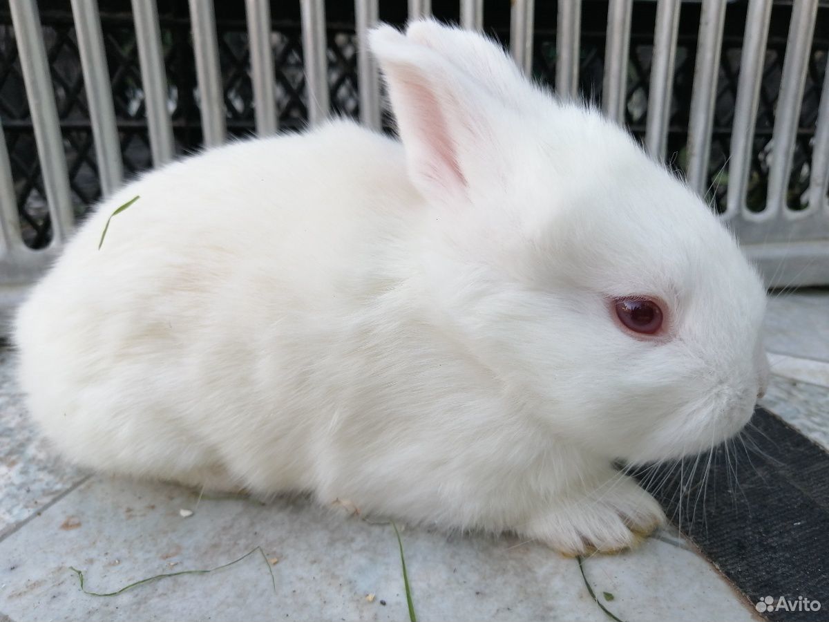 Белые крольчата купить на Зозу.ру - фотография № 2