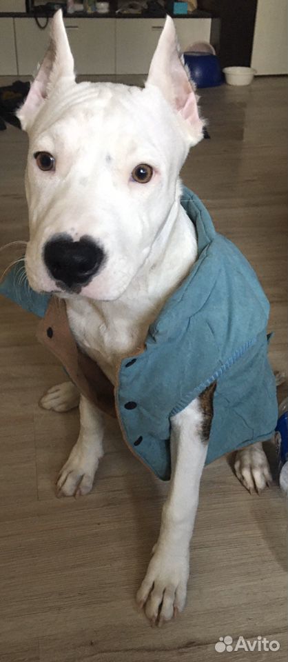 Курточка для собак купить на Зозу.ру - фотография № 2