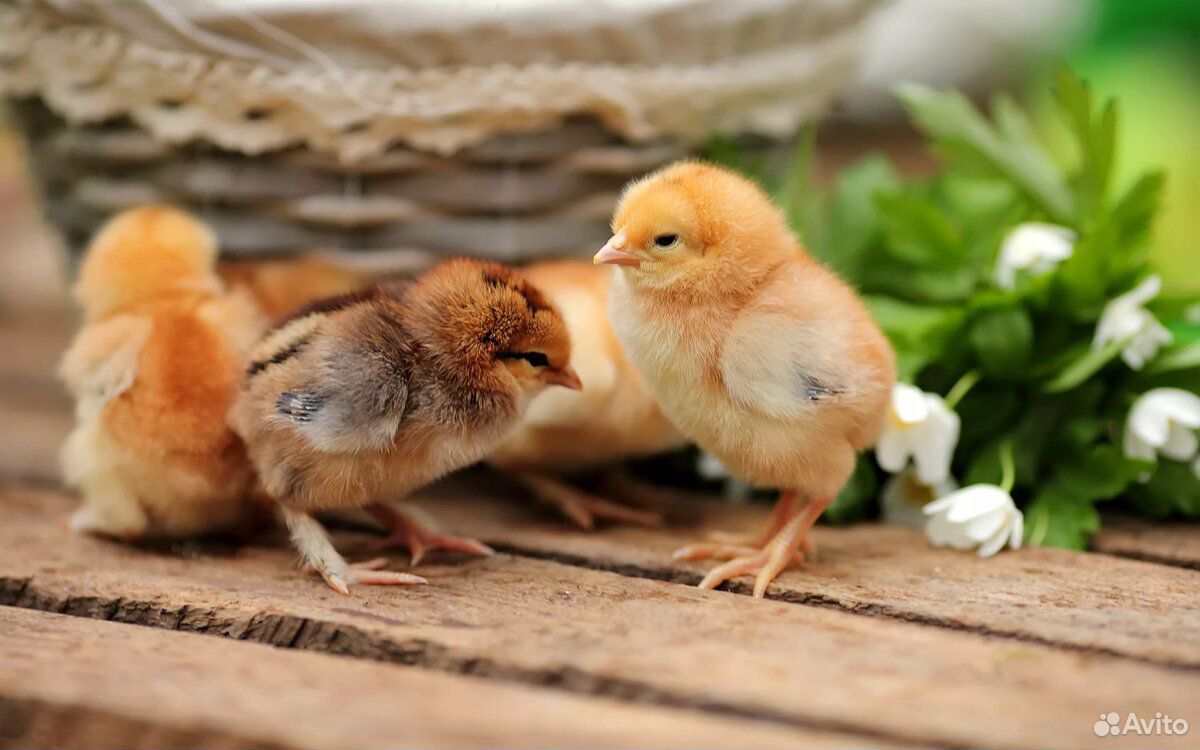Цыплята от домашних куриц купить на Зозу.ру - фотография № 1