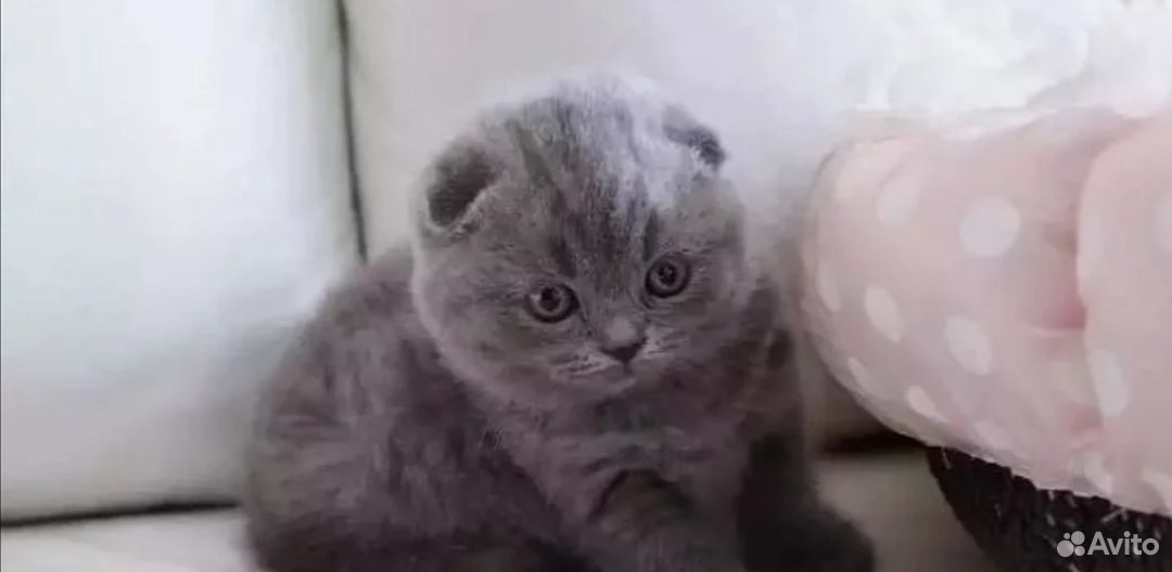Вислоухие Котята Цена И Фото Без Документов